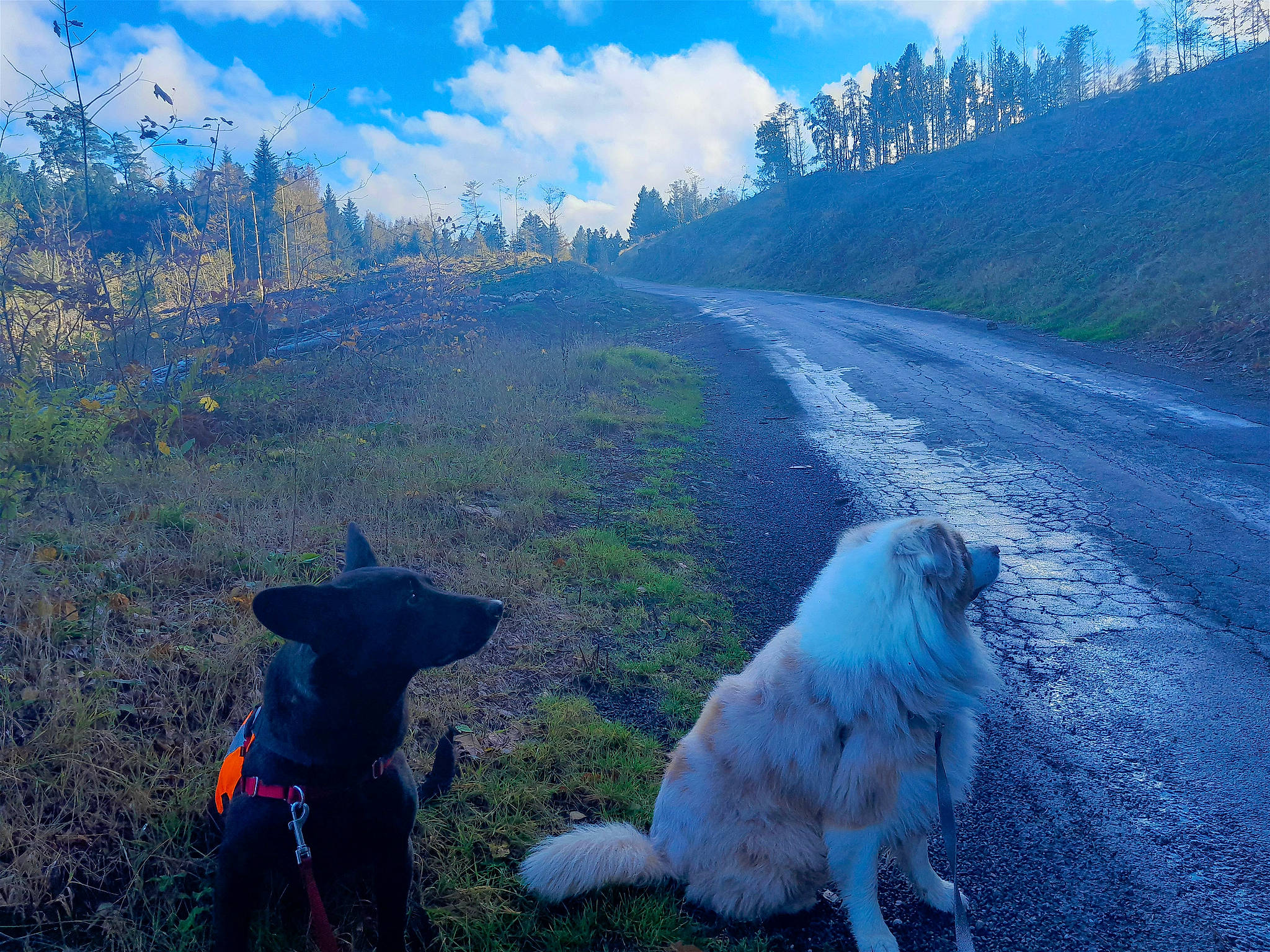 Perle Et Cowboy participe au concours pour gagner de l'argent avec cette photo : carnivore, cloud, companion_dog, cumulus, dog, dog_breed, forest, grass, grassland, hill, landscape, mountain, mountain_range, natural_landscape, plant, sky, sporting_group, tail, tree, working_animal
