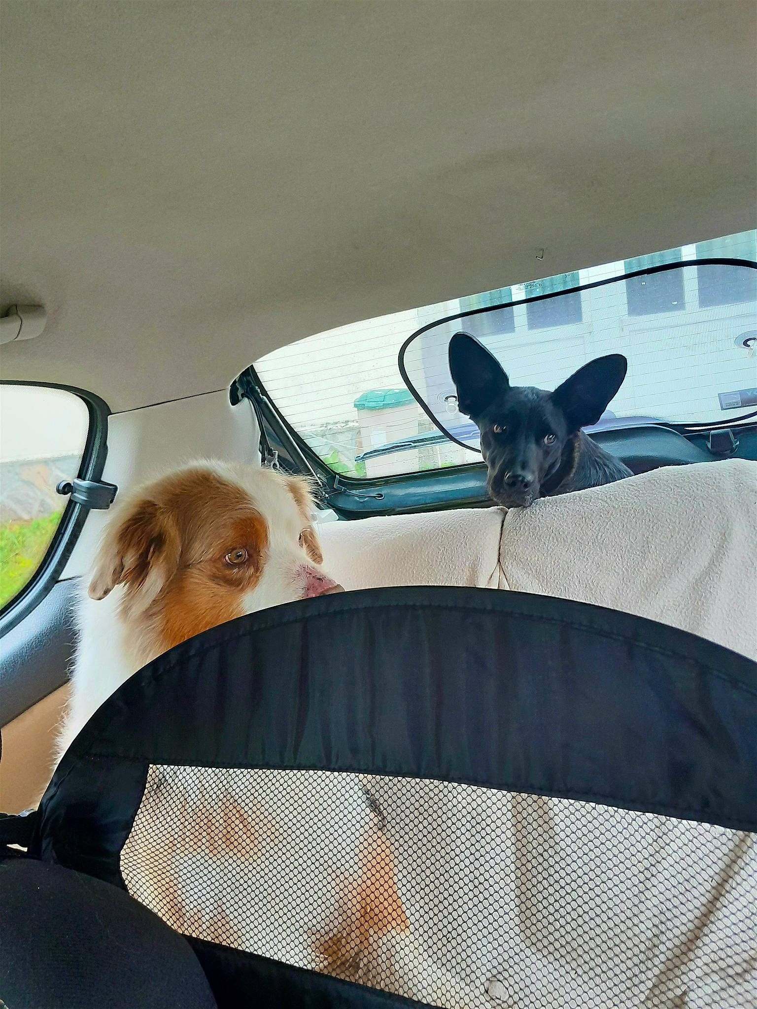 Perle Et Cowboy participe au concours pour gagner de l'argent avec cette photo : automotive_design, automotive_exterior, automotive_mirror, car, car_seat_cover, carnivore, dog, dog_breed, eyewear, fawn, head_restraint, hood, motor_vehicle, rear_view_mirror, seat_belt, sunglasses, tints_and_shades, vehicle, vehicle_door, window