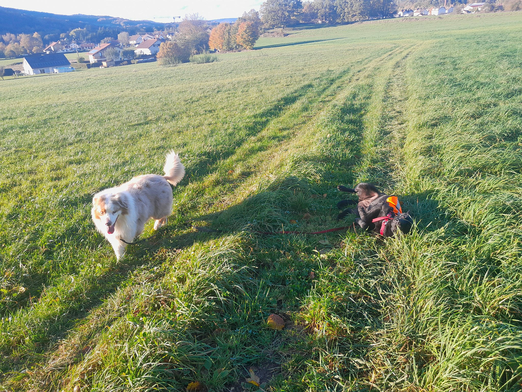 Perle Et Cowboy participe au concours pour gagner de l'argent avec cette photo : carnivore, dog, dog_breed, ecoregion, field, grass, grassland, groundcover, hill, landscape, lawn, meadow, natural_landscape, pasture, people_in_nature, plant, prairie, recreation, sky, tree