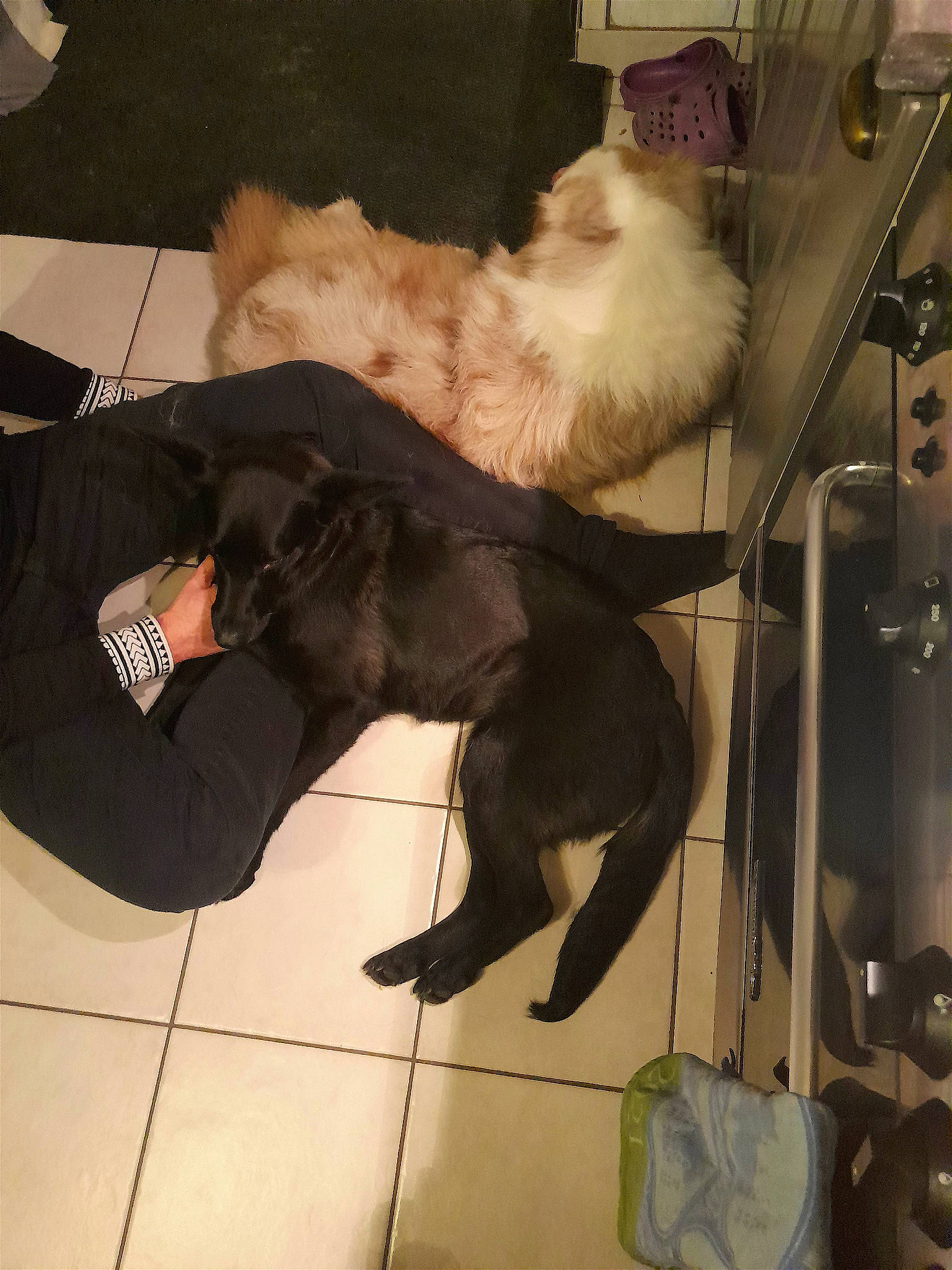 Perle Et Cowboy participe au concours pour gagner de l'argent avec cette photo : canidae, cat, claw, comfort, companion_dog, dog_breed, fawn, felidae, flooring, foot, fur, human_leg, sandal, sitting, small_to_medium_sized_cats, sporting_group, tail, thigh, whiskers