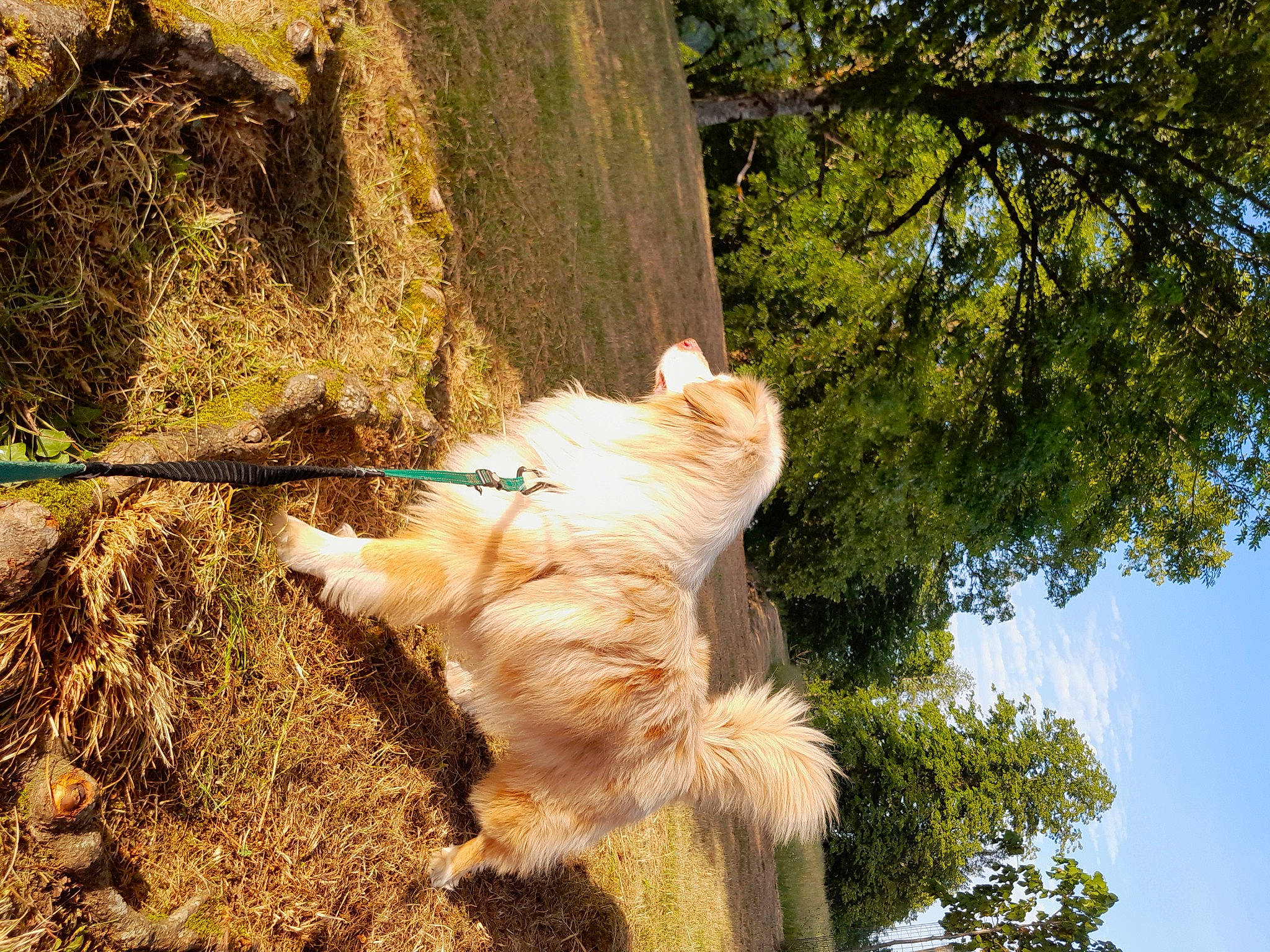 Cowboy a rejoint le concours — aidez-le/la à gagner de superbes lots ! canidae, carnivore, collar, companion_dog, dog, dog_breed, fawn, fur, grass, plant, sky, sporting_group, tail, terrestrial_animal, tree, trunk, twig, wildlife, wood, working_animal