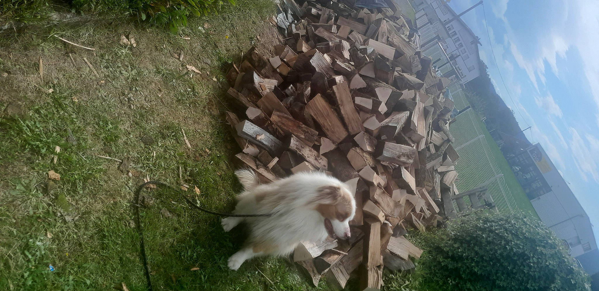 Cowboy a rejoint le concours — aidez-le/la à gagner de superbes lots ! carnivore, companion_dog, dog_breed, event, felidae, fur, grass, landscape, plant, rock, small_to_medium_sized_cats, soil, tail, terrestrial_animal, wood