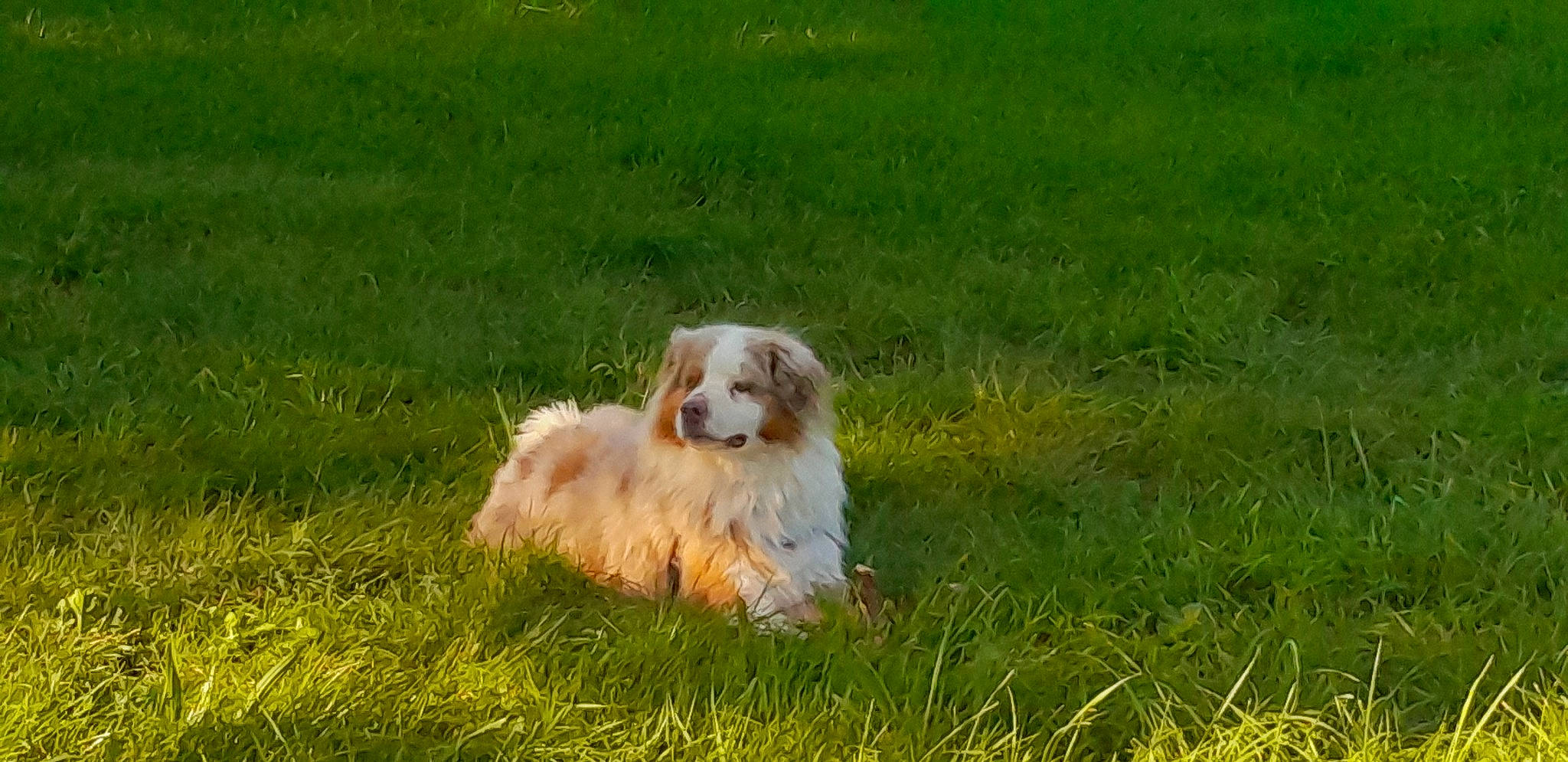 Cowboy participe au concours pour gagner de l'argent avec cette photo : carnivore, companion_dog, dog, dog_breed, fawn, field, grass, grass_family, grassland, herding_dog, meadow, pasture, plant, prairie, small_terrier, snout, sporting_group, terrier, toy_dog, working_animal