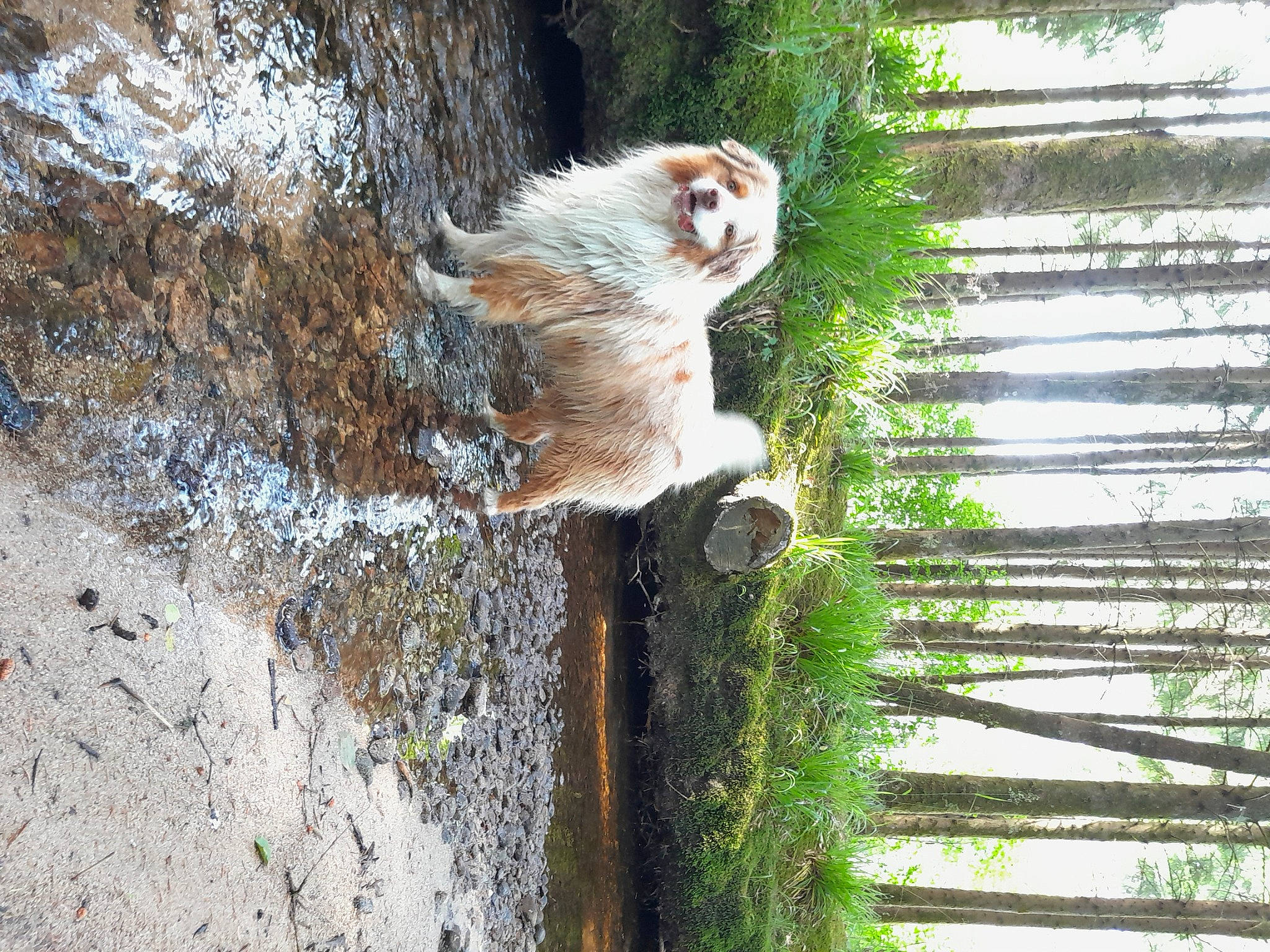 Cowboy a rejoint le concours — aidez-le/la à gagner de superbes lots ! canidae, carnivore, fawn, felidae, fur, grass, macaque, plant, plant_stem, small_to_medium_sized_cats, snout, sporting_group, squirrel, tail, terrestrial_animal, tree, trunk, whiskers, wildlife, wood