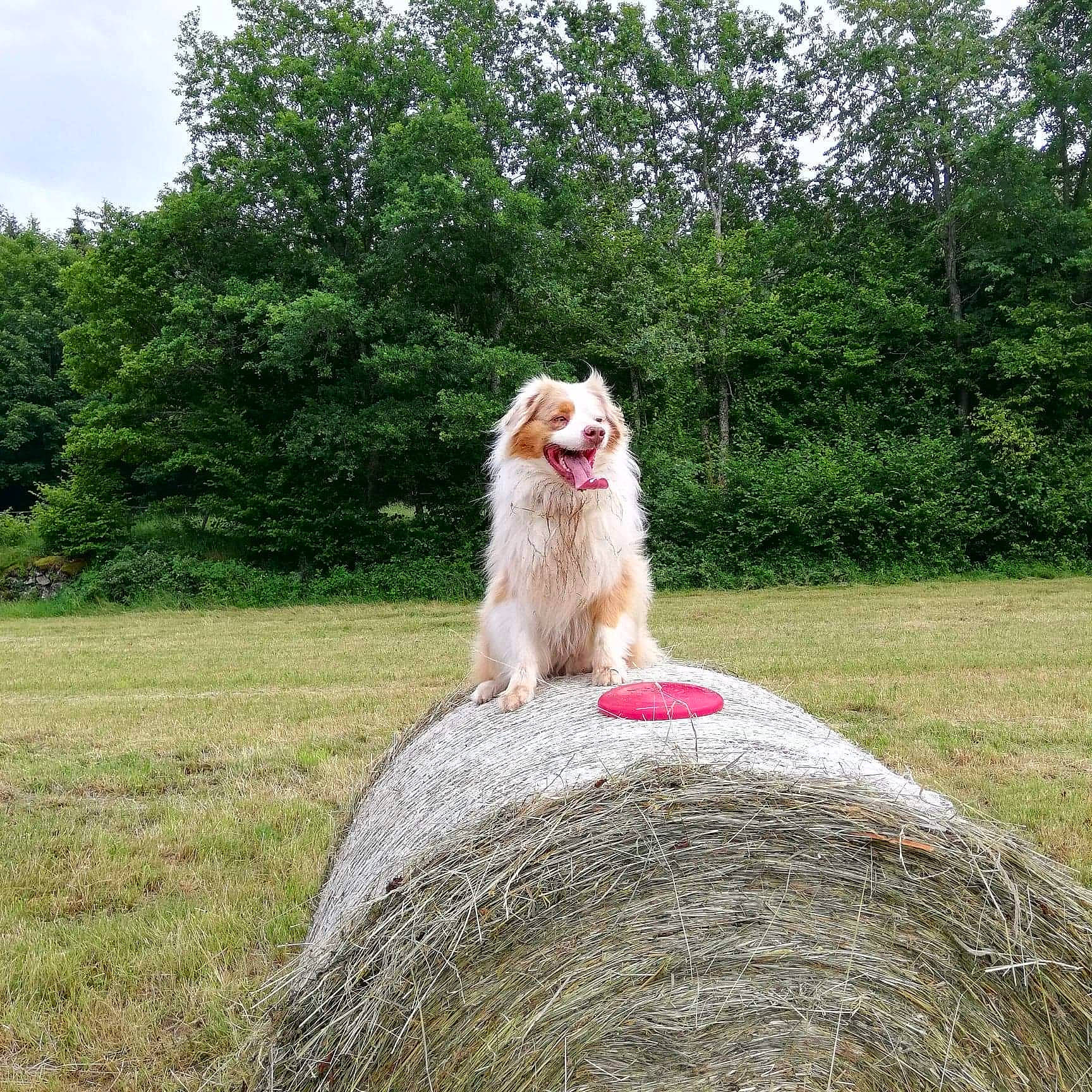 Cowboy participe au concours pour gagner de l'argent avec cette photo : carnivore, companion_dog, dog_breed, eye, fawn, felidae, fur, grass, landscape, lawn, leisure, plant, small_to_medium_sized_cats, smile, snout, sporting_group, tail, tree, whiskers, wood