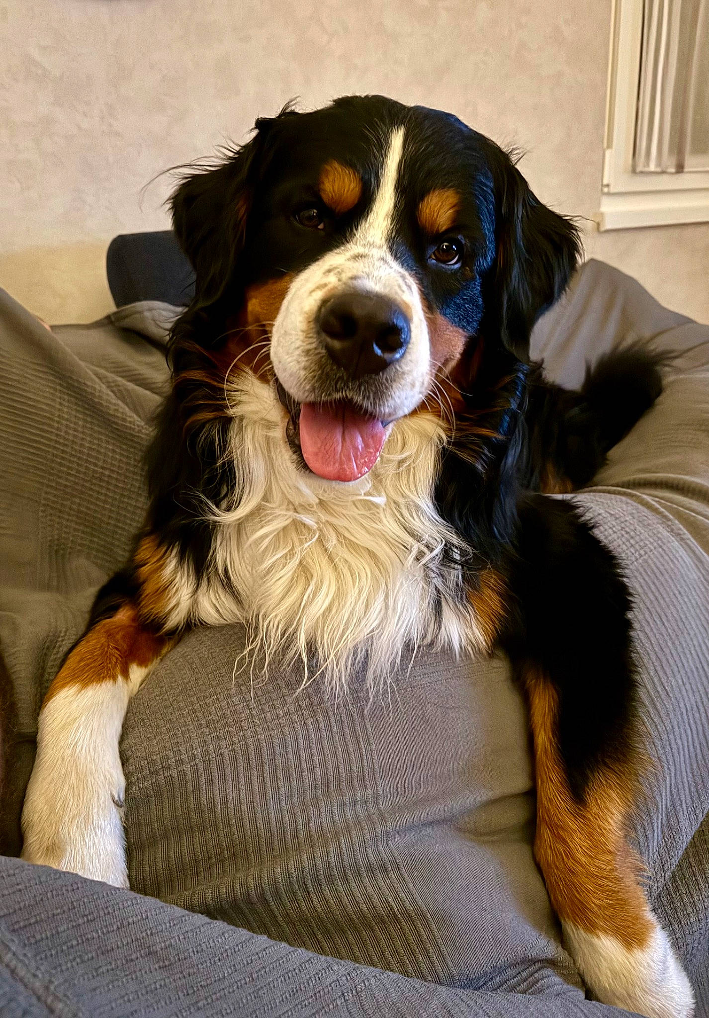 Symba participe au concours pour gagner de l'argent avec cette photo : ball, bernese_mountain_dog, canidae, carnivore, cavalier_king_charles_spaniel, companion_dog, dog, dog_breed, door, formal_wear, fur, head, liver, smile, snout, sporting_group, terrestrial_animal, whiskers, working_animal, working_dog