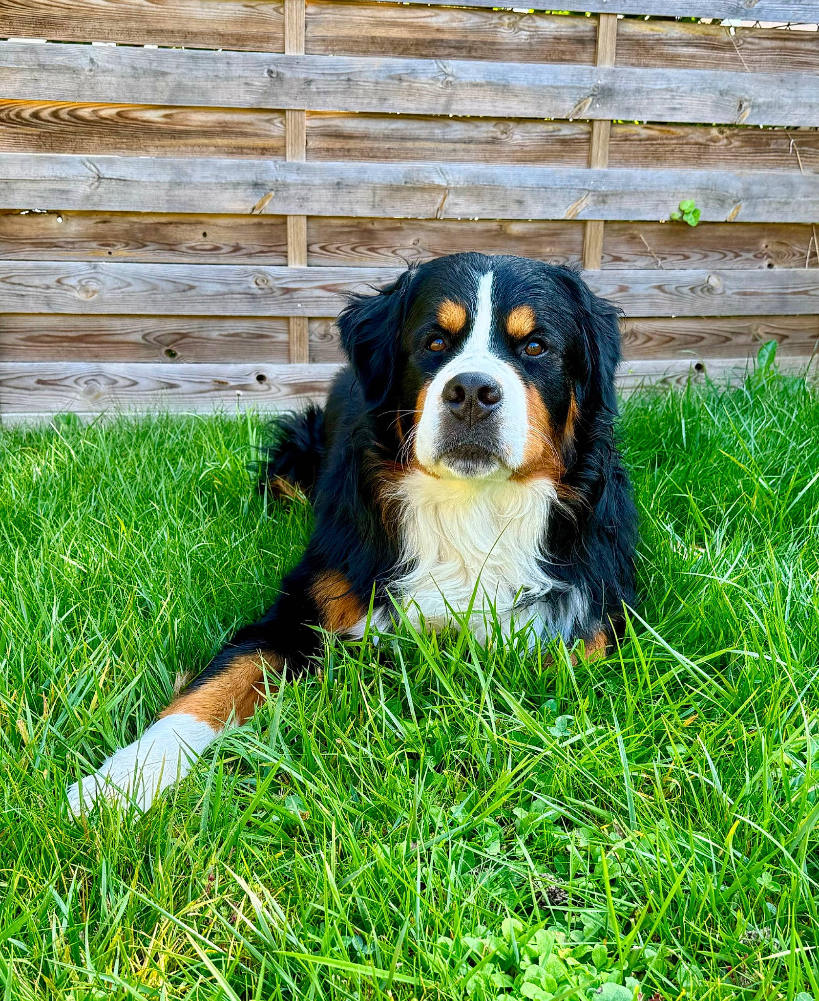 Symba a rejoint le concours — aidez-le/la à gagner de superbes lots ! canidae, carnivore, cavalier_king_charles_spaniel, companion_dog, dog, dog_breed, fence, grass, king_charles_spaniel, people_in_nature, sporting_group, terrestrial_animal, working_dog