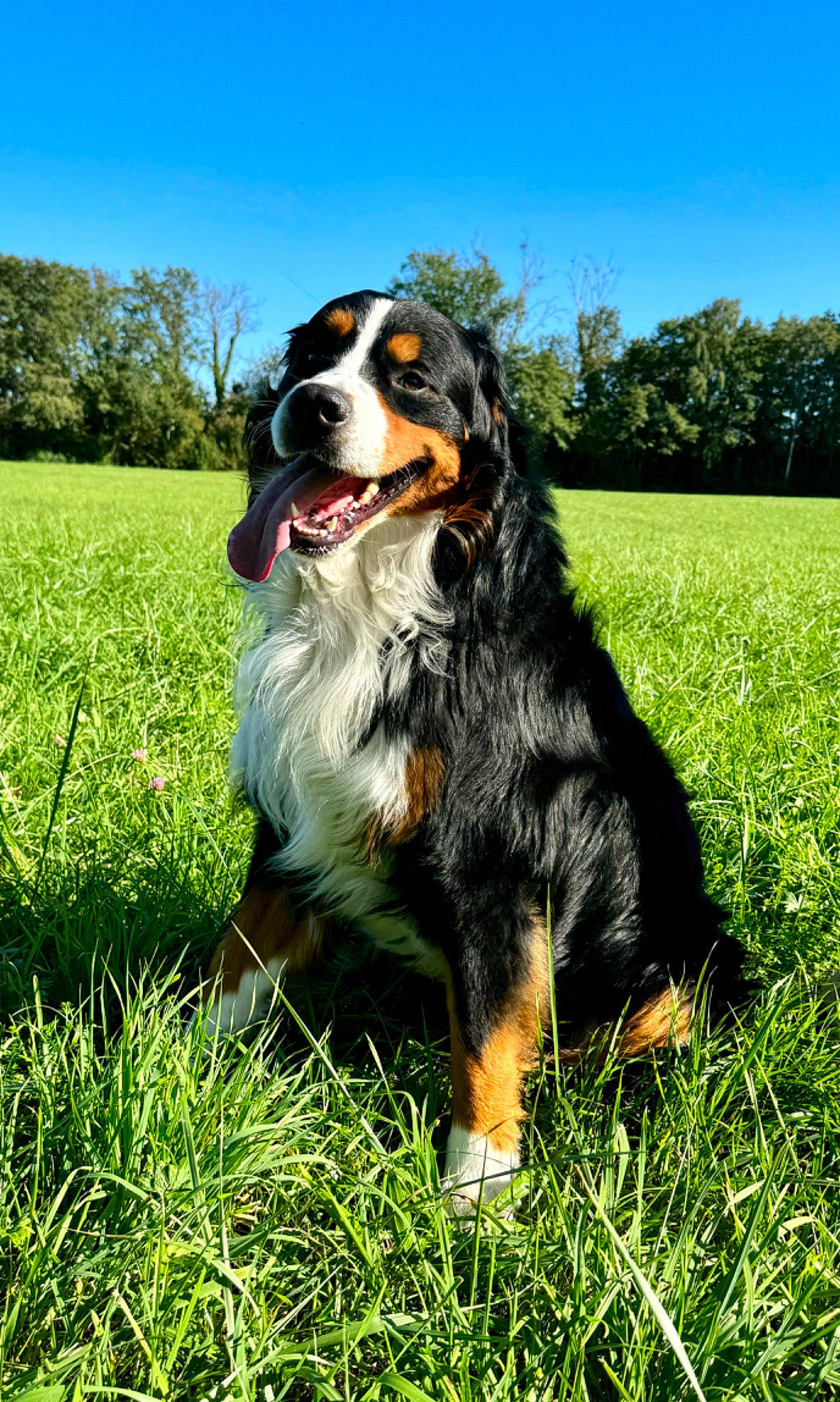 Symba participe au concours pour gagner de l'argent avec cette photo : ball, bernese_mountain_dog, canidae, carnivore, companion_dog, dog, dog_breed, giant_dog_breed, grass, grassland, hunting_dog, people_in_nature, plant, sky, snout, sporting_group, terrestrial_animal, tree, whiskers, working_dog