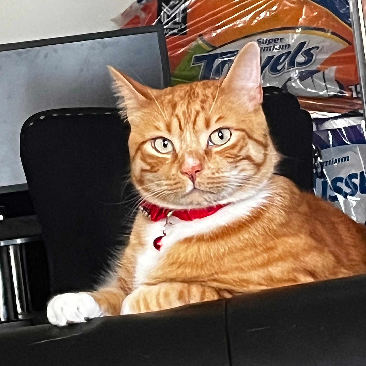 Chuchela is registered to the contest to win money with this photo: animal, background_objects, cat, chair, collar, domestic_cat, furniture, grocery_item, household, indoor, leather, looking, orange_tabby, paper_towels, paw, pet, portrait, red_collar, relaxed, whiskers