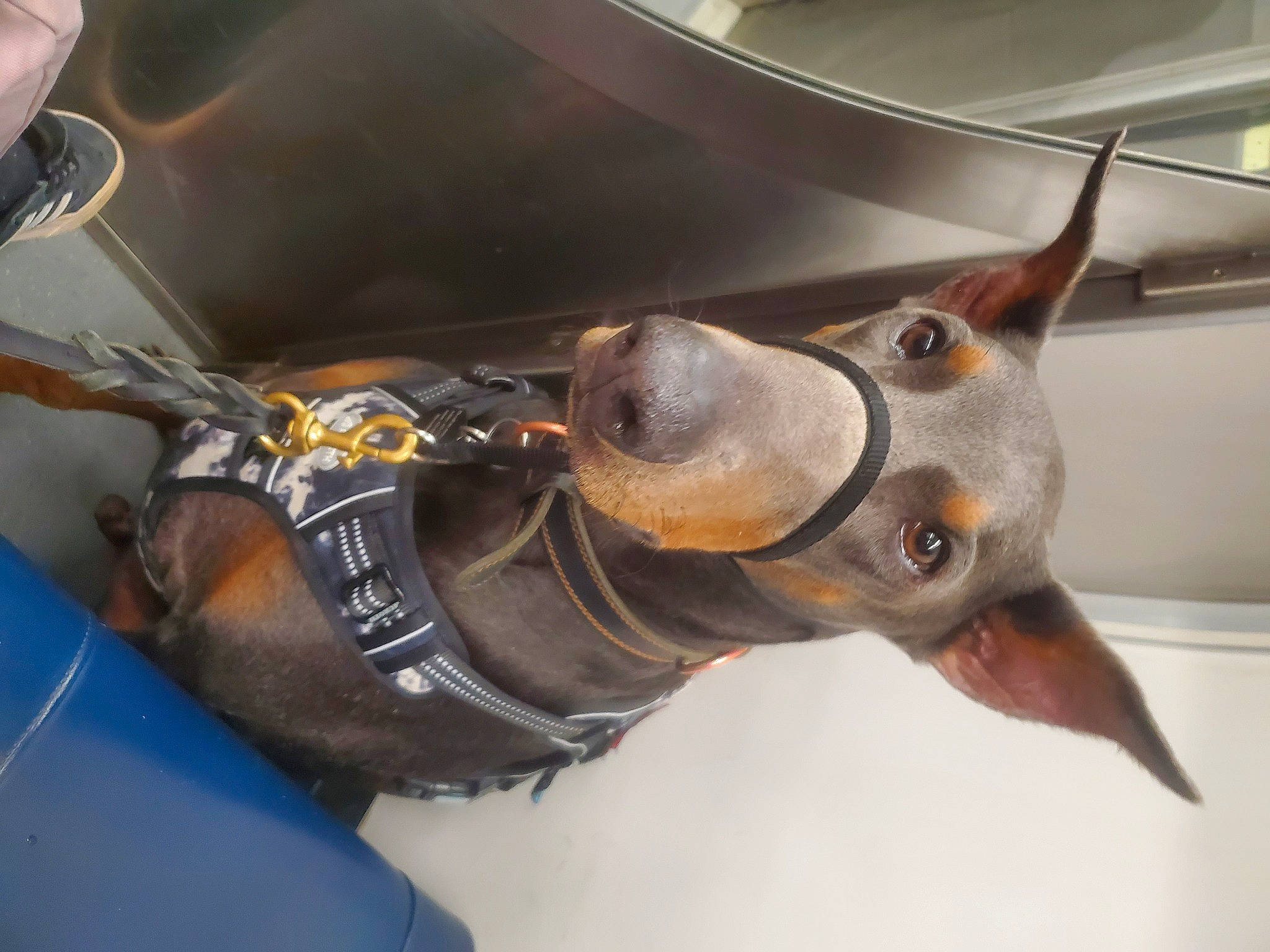 Klaus joined the competition — help win amazing prizes! automotive_lighting, bicycle_handlebar, bridle, carnivore, collar, dog, dog_breed, dog_collar, eyewear, fashion_accessory, guard_dog, horse_tack, liver, metal, personal_protective_equipment, snout, strap, windshield, working_animal