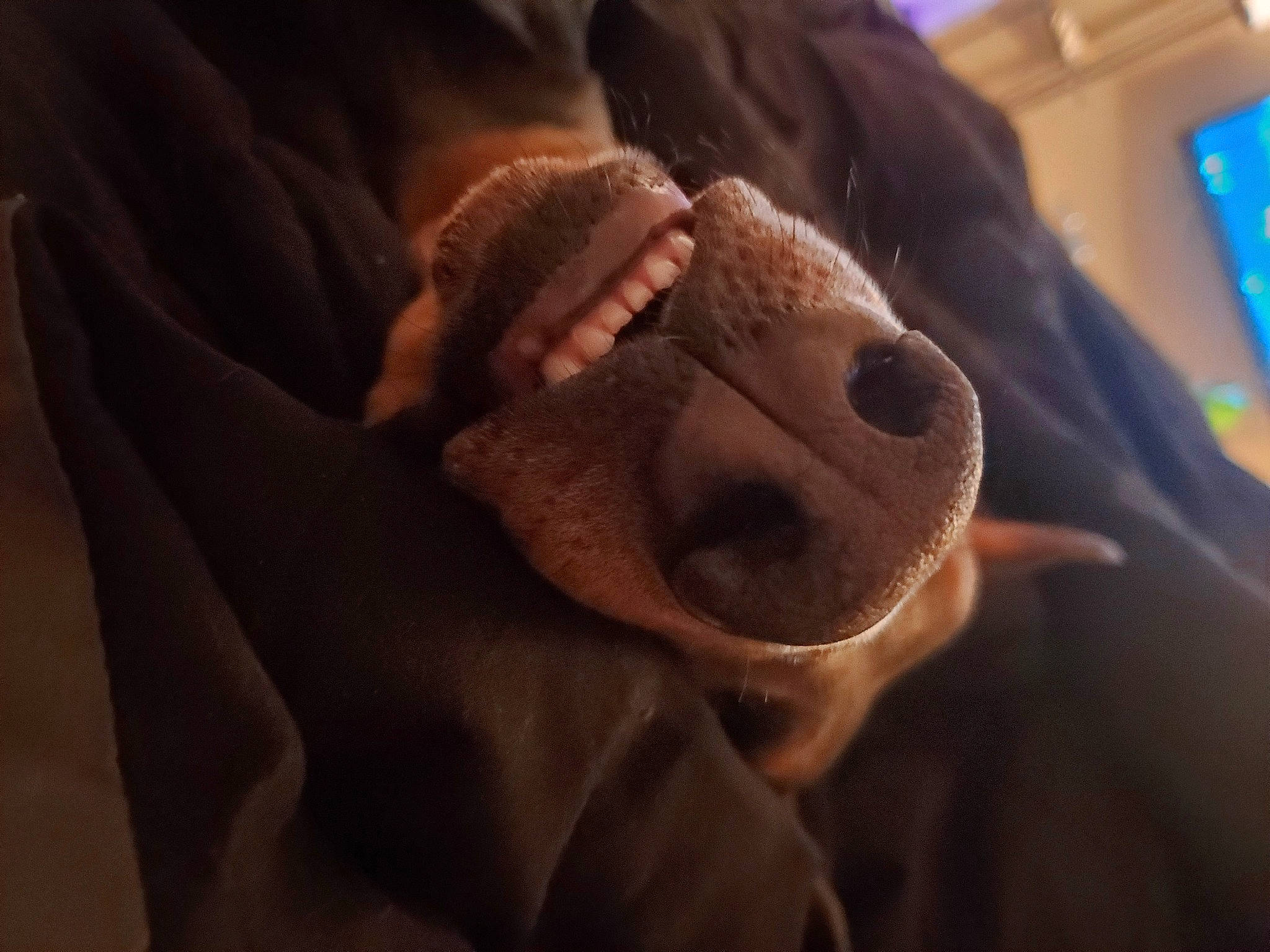 Klaus is registered to the contest to win money with this photo: carnivore, cloud, comfort, companion_dog, dog, dog_breed, ear, fawn, fur, human_body, liver, selfie, snout, stuffed_toy, terrestrial_animal, toy, toy_dog, whiskers, working_animal, wrinkle