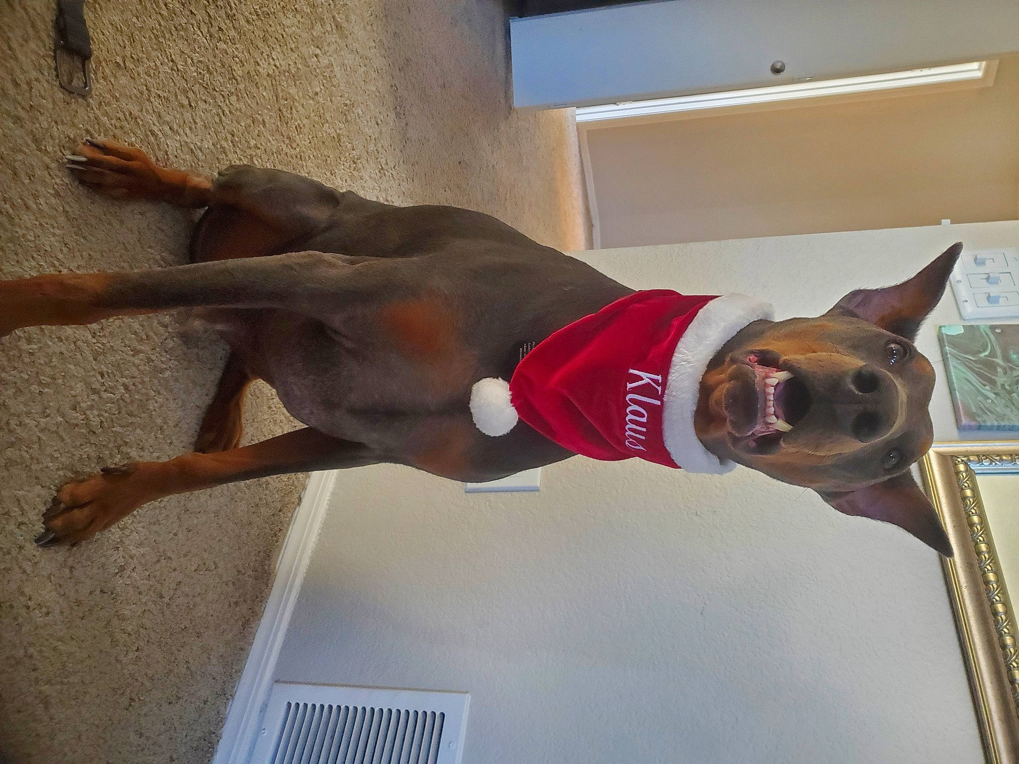 Klaus is registered to the contest to win money with this photo: art, canidae, carnivore, collar, companion_dog, dobermann, dog, dog_breed, dog_collar, dog_supply, elbow, fawn, giant_dog_breed, liver, pet_supply, snout, sporting_group, tail, window, working_animal