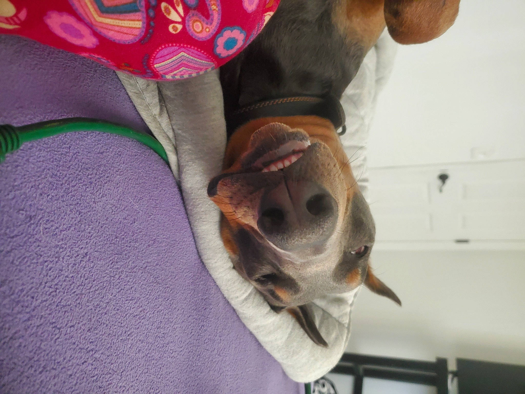 Klaus is registered to the contest to win money with this photo: canidae, carnivore, collar, comfort, companion_dog, dog, dog_breed, dog_supply, ear, eyewear, fawn, fur, grey, liver, sleeve, snout, sporting_group, whiskers, working_animal, wrinkle