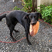 Scooby a rejoint le concours — aidez-le/la à gagner de superbes lots ! black_dog, bread, concrete_wall, dog, eyes, garden, gravel_ground, ivy, loaf_of_bread, looking_at_camera, muzzle, outdoor, paws, pet, plants, plastic_chair, playful, portrait, red_rope, standing
