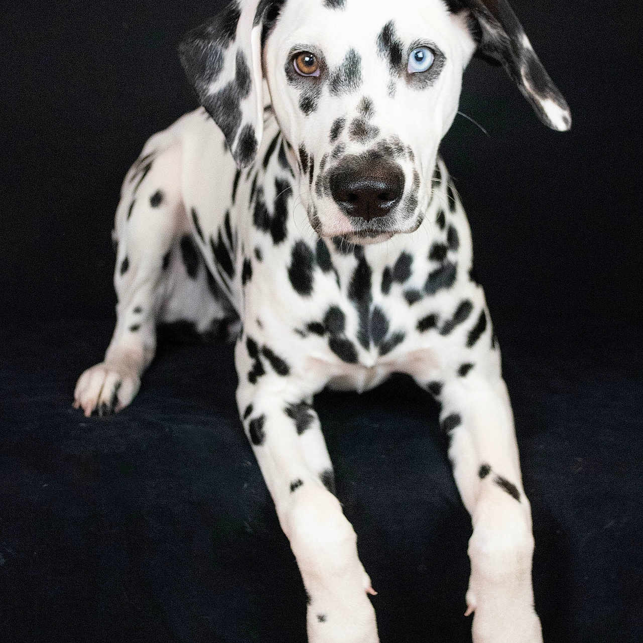 Akyra a rejoint le concours — aidez-le/la à gagner de superbes lots ! animal, attention, black_background, brown_eye, cute, dalmatian, dog, ears, friendly, heterochromia, lying, monochrome, nose, one_blue_eye, paws, pet, portrait, spotted_fur, studio_photography, whiskers