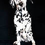 Akyra participe au concours pour gagner de l'argent avec cette photo : dalmatian, dog, pet, heterochromia, blue_eye, brown_eye, spotted_coat, black_and_white, sitting, paw_raised, studio_portrait, looking_at_camera, canine, fur, nose, whiskers, paws, black_background, photography, portrait