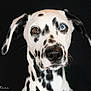 dog, dalmatian, face, heterochromia, blue_eye, brown_eye, spots, black_background, portrait, closeup, nose, whiskers, ears, attentive, looking_at_camera, studio_photo, pet, domestic_animal, animal_portrait, black_and_white_coat