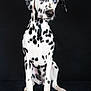 Akyra a rejoint le concours — aidez-le/la à gagner de superbes lots ! dog, dalmatian, pet, portrait, studio, black_background, sitting, heterochromia, blue_eye, brown_eye, spots, white_fur, black_spots, paws, ears, nose, whiskers, looking_at_camera, front_paws, long_legs