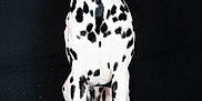 Akyra a rejoint le concours — aidez-le/la à gagner de superbes lots ! dog, dalmatian, spots, black_background, studio, portrait, sitting, looking_up, ears, paws, short_fur, pet, canine, white_fur, black_spots, heterochromia, studio_lighting, animal_portrait, nose, collarless