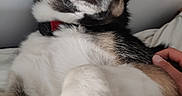 Viking participe au concours pour gagner de l'argent avec cette photo : dog, animal, pet, fur, closeup, expression, wide_eyes, collar, paw, hand, indoor, resting, cozy, curious, black, white, brown, face, ears, canine