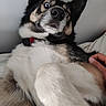 dog, animal, pet, fur, closeup, expression, wide_eyes, collar, paw, hand, indoor, resting, cozy, curious, black, white, brown, face, ears, canine