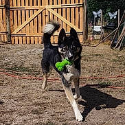 Viking participe au concours pour gagner de l'argent avec cette photo : dog, pet, toy, green, yard, fence, outdoor, sunlight, grass, playful, canine, tail, black_and_tan, running, garden_tools, shadow, daytime, animal, nature, domestic