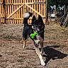 dog, pet, toy, green, yard, fence, outdoor, sunlight, grass, playful, canine, tail, black_and_tan, running, garden_tools, shadow, daytime, animal, nature, domestic