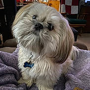 Oliver is registered to the contest to win money with this photo: animal, architecture, blanket, building, canine, chair, couch, cushion, dog, furniture, homedecor, indoors, interiordesign, linen, livingroom, pet, puppy, room, shelf, terrier