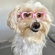 Chavelita Luna joined the competition — help win amazing prizes! accessory, adorable, animal, close_up, cute, dog, domestic_animal, face, fashion, fluffy, friendly, fur, heart_shaped_sunglasses, indoor, mammal, pet, pink_glasses, portrait, whiskers, white_fur