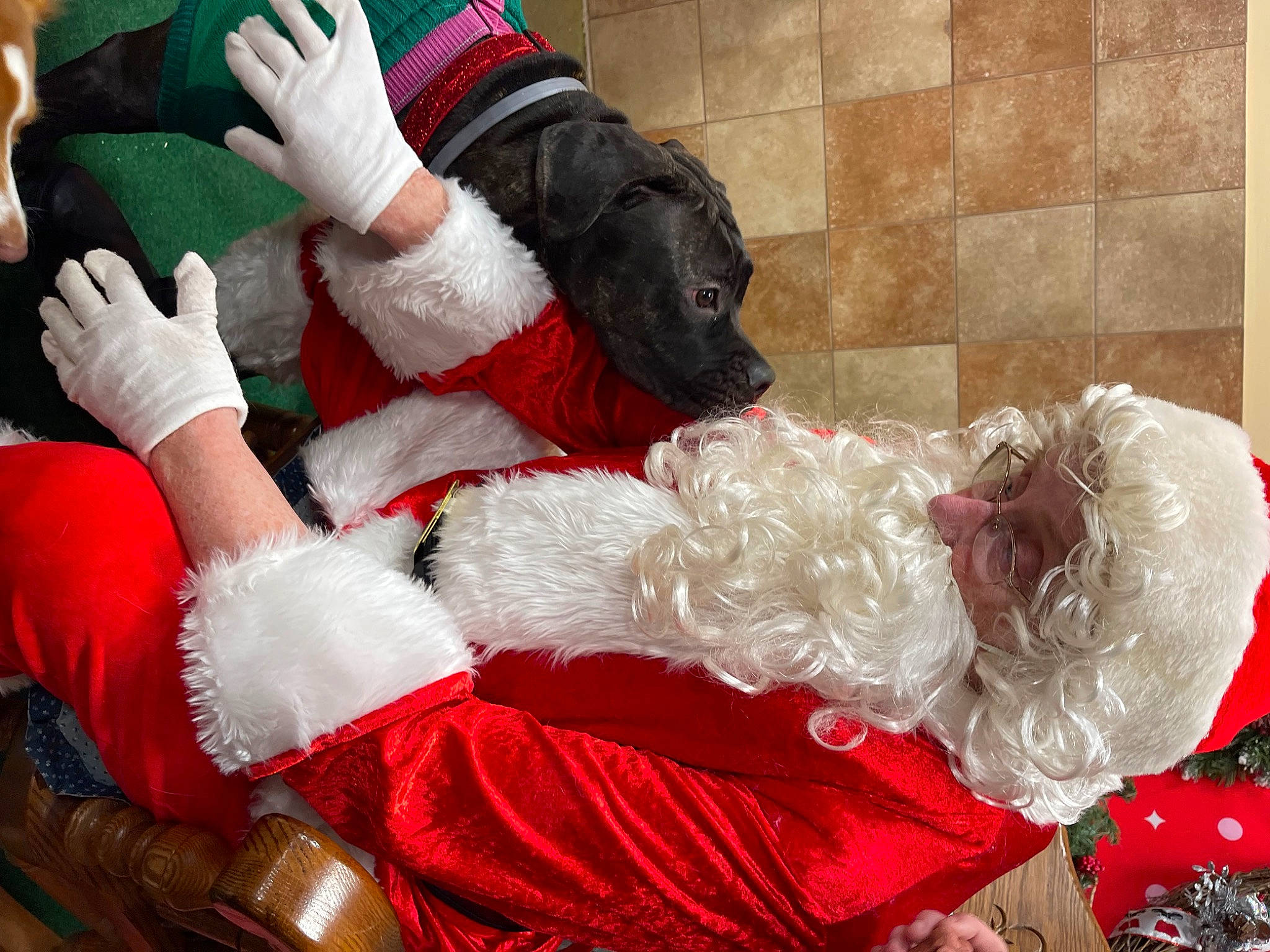 Coco joined the competition — help win amazing prizes! carmine, christmas, christmas_eve, comfort, companion_dog, costume, couch, event, fictional_character, fur, fur_clothing, human_body, human_leg, lap, red, santa_claus, sock, stuffed_toy, thigh, toy