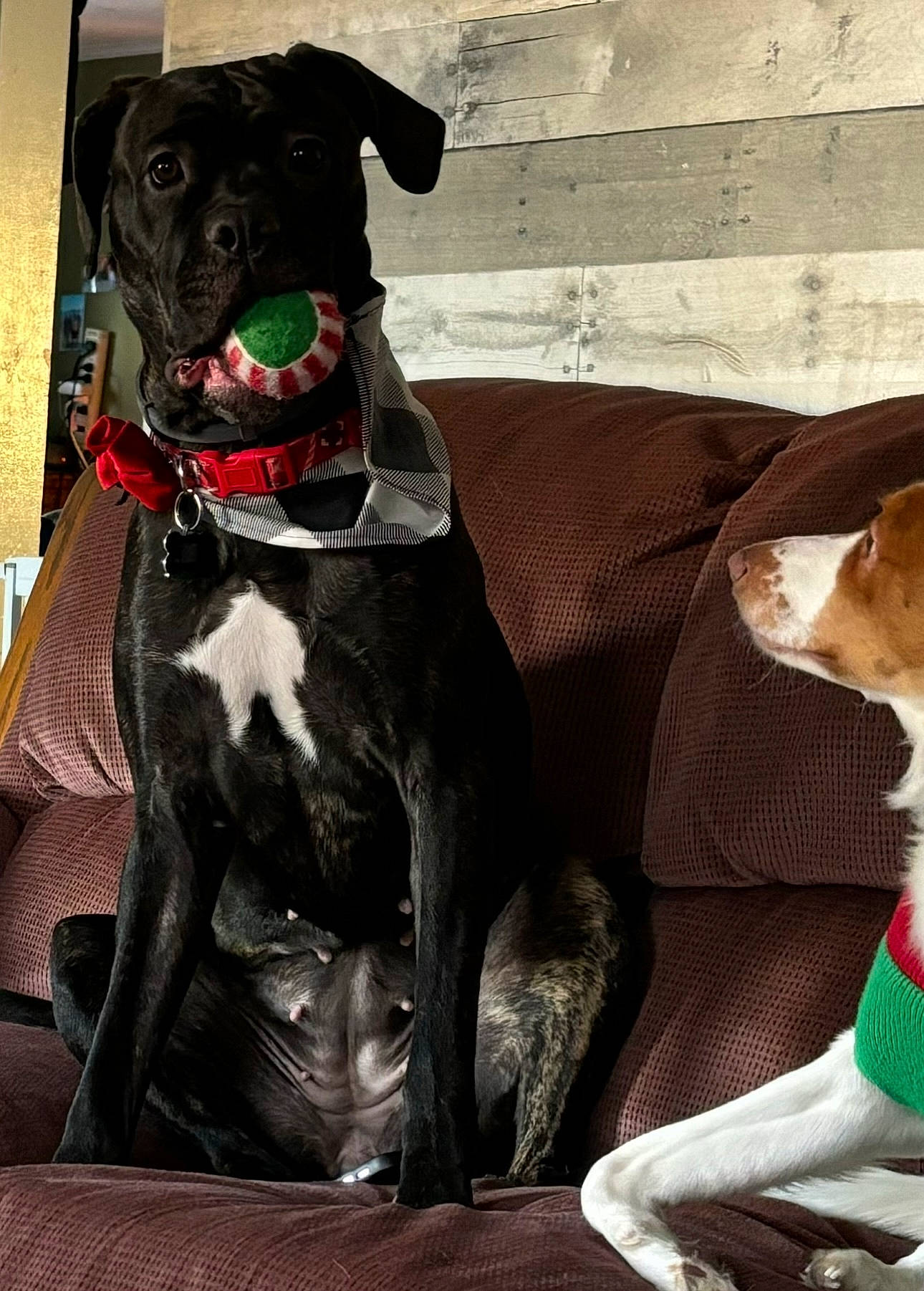 Coco joined the competition — help win amazing prizes! borador, canidae, carnivore, collar, comfort, companion_dog, dog, dog_breed, dog_collar, dog_supply, fawn, fur, guard_dog, leash, pet_supply, snout, sporting_group, whiskers, working_animal, working_dog