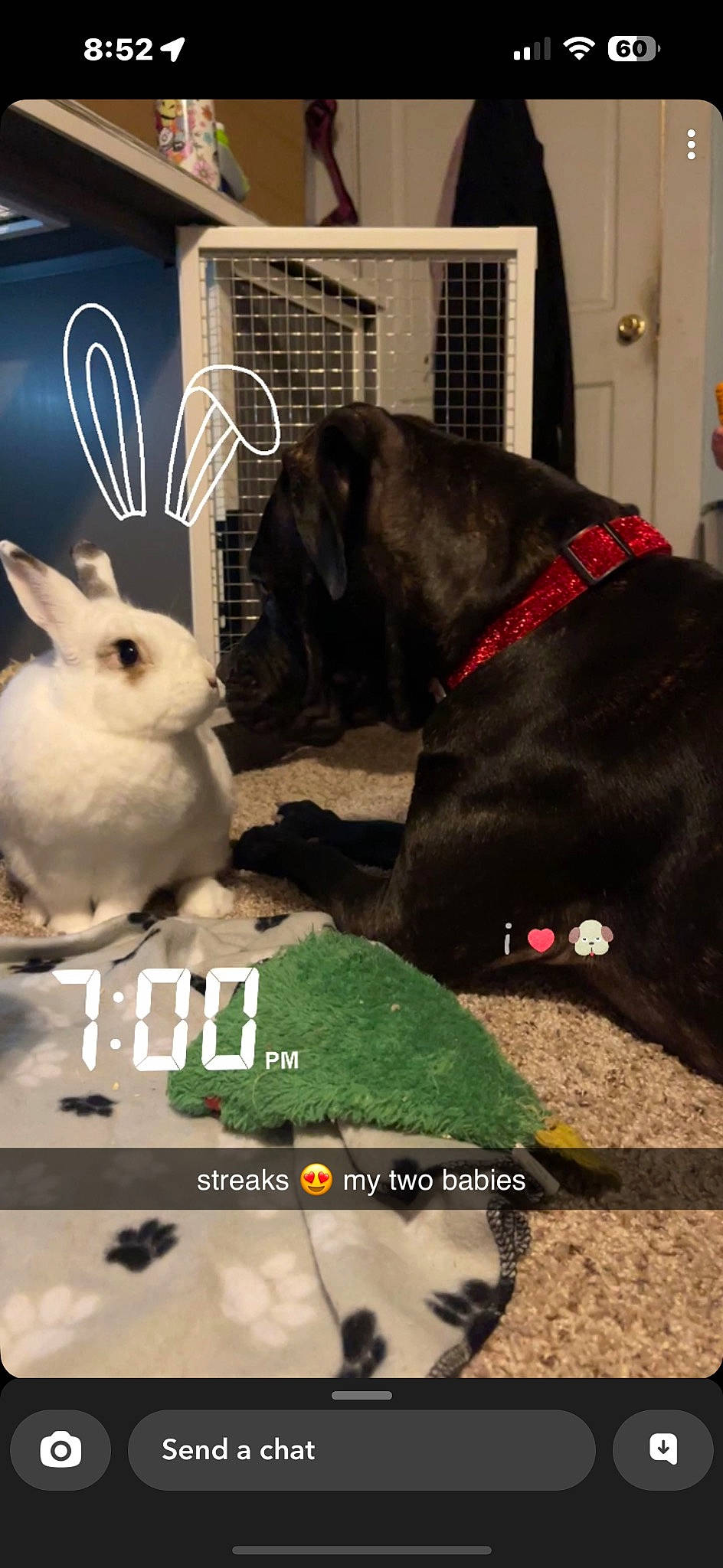 Coco joined the competition — help win amazing prizes! carnivore, collar, dog, dog_collar, dog_supply, domestic_rabbit, event, fawn, fur, hare, liver, photo_caption, rabbit, rabbits_and_hares, snout, tail, toy, whiskers, wood_rabbit, working_animal