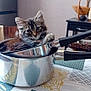 animal, cat, cozy, curious, domestic, fur, furniture, handle, home, indoor, kitchen, kitten, metal, pattern, pet, relaxed, saucepan, small, table, tablecloth