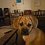 animal, brown_fur, couch, curious, dog, domestic, dvds, ears, face, furniture, home, indoors, living_room, pet, puppy, remote_control, shelf, sitting, table, young_dog