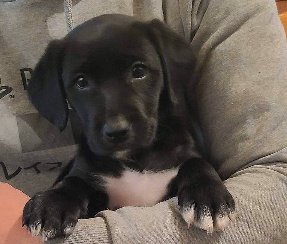 Naÿla a rejoint le concours — aidez-le/la à gagner de superbes lots ! borador, canidae, carnivore, comfort, companion_dog, dog, dog_breed, eye, fur, grey, gun_dog, hunting_dog, liver, puppy, snout, whiskers, working_animal