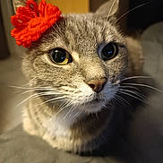 Nala participe au concours pour gagner de l'argent avec cette photo : animal, cat, closeup, cozy, curious, cute, domestic_cat, ears, eyes, face, feline, flower, fur, indoor, pet, red_flower, resting, soft_surface, tabby, whiskers