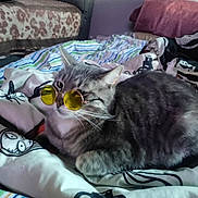 Mushu is registered to the contest to win money with this photo: cat, gray_tabby, sunglasses, bed, blanket, striped_blanket, indoor, pet, cute, relaxed, fur, whiskers, yellow_lenses, resting, animal, domestic_cat, cozy, feline, eyewear, portrait