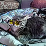cat, gray_tabby, sunglasses, bed, blanket, striped_blanket, indoor, pet, cute, relaxed, fur, whiskers, yellow_lenses, resting, animal, domestic_cat, cozy, feline, eyewear, portrait