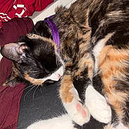 Nico Robin is registered to the contest to win money with this photo: cat, calico, sleeping, fur, paw_pads, collar, pet, indoor, cozy, close_up, whiskers, relaxed, cute, animal, domestic_cat, feline, resting, soft_fur, curled_up, pink_nose