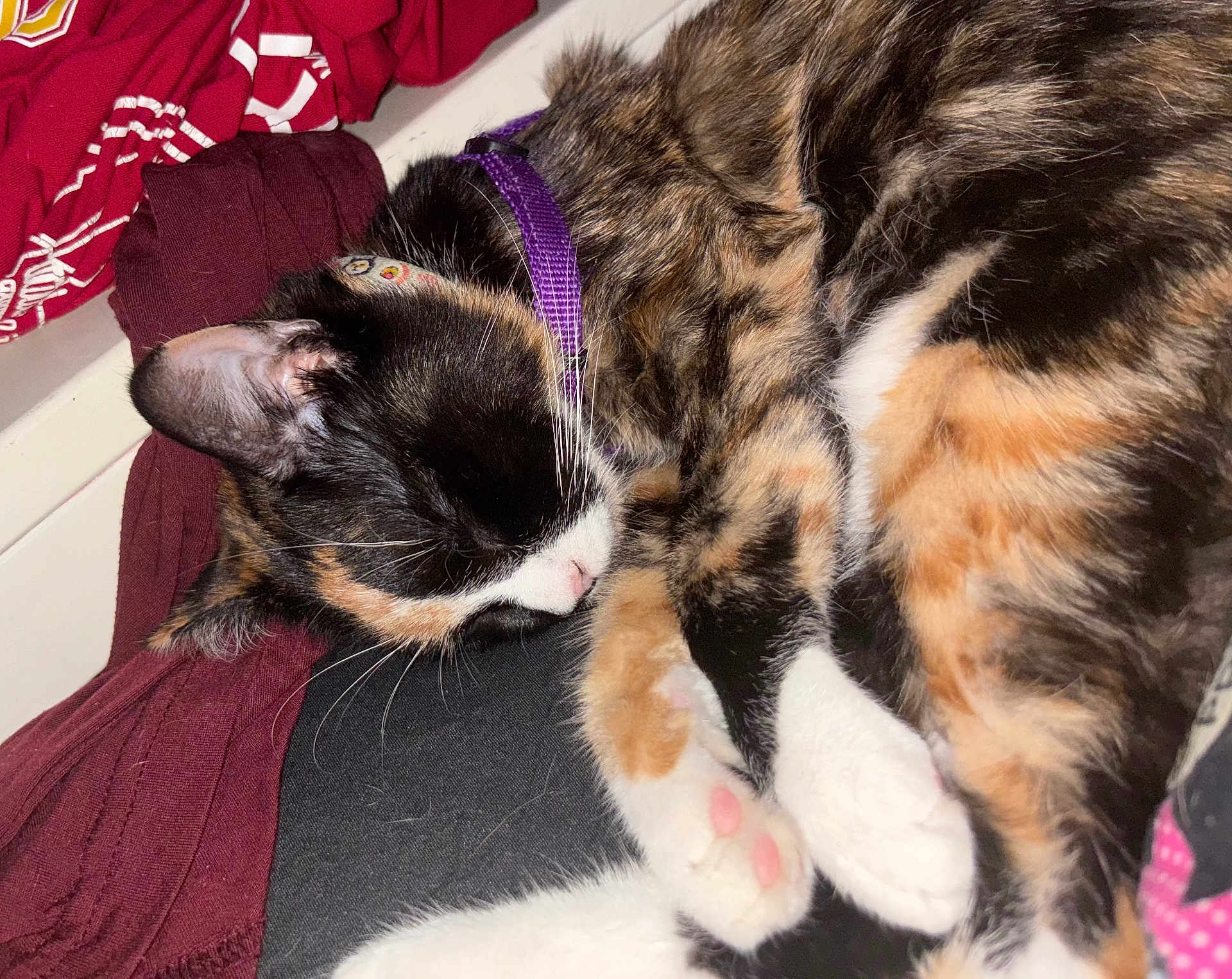 Nico Robin is registered to the contest to win money with this photo: cat, calico, sleeping, fur, paw_pads, collar, pet, indoor, cozy, close_up, whiskers, relaxed, cute, animal, domestic_cat, feline, resting, soft_fur, curled_up, pink_nose