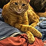 bedding, blanket, cat, close_up, couch, cozy, crossed_paws, feline, ginger_cat, indoor, looking_at_camera, orange_fur, paws, pet, pillow, portrait, resting, tabby_cat, tail, whiskers
