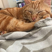 Goku is registered to the contest to win money with this photo: aegean_cat, american_shorthair, arabian_mau, asian, carnivore, cat, domestic_short_haired_cat, dragon_li, ear, european_shorthair, fawn, felidae, fur, kitten, mammal, nap, sleep, small_to_medium_sized_cats, tabby_cat, whiskers