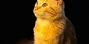 Goku is registered to the contest to win money with this photo: aegean_cat, american_wirehair, asian, carnivore, cat, domestic_short_haired_cat, european_shorthair, eye, fawn, felidae, fur, german_rex, kitten, mammal, small_to_medium_sized_cats, tabby_cat, tail, turkish_angora, vertebrate, whiskers