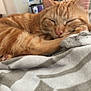 Goku is registered to the contest to win money with this photo: aegean_cat, american_shorthair, arabian_mau, asian, carnivore, cat, domestic_short_haired_cat, dragon_li, ear, european_shorthair, fawn, felidae, fur, kitten, mammal, nap, sleep, small_to_medium_sized_cats, tabby_cat, whiskers