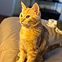 Goku joined the competition — help win amazing prizes! aegean_cat, arabian_mau, asian, australian_mist, carnivore, cat, domestic_short_haired_cat, european_shorthair, eye, fawn, felidae, fur, german_rex, kitten, mammal, small_to_medium_sized_cats, tabby_cat, turkish_angora, vertebrate, whiskers
