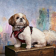 Asher is registered to the contest to win money with this photo: dog, pet, shih_tzu, red_harness, wooden_box, studio, portrait, fluffy, cute, small_dog, animal, furry, background, colorful, texture, posing, indoors, standing, looking_away, name_text