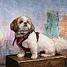animal, background, colorful, cute, dog, fluffy, furry, indoors, looking_away, name_text, pet, portrait, posing, red_harness, shih_tzu, small_dog, standing, studio, texture, wooden_box