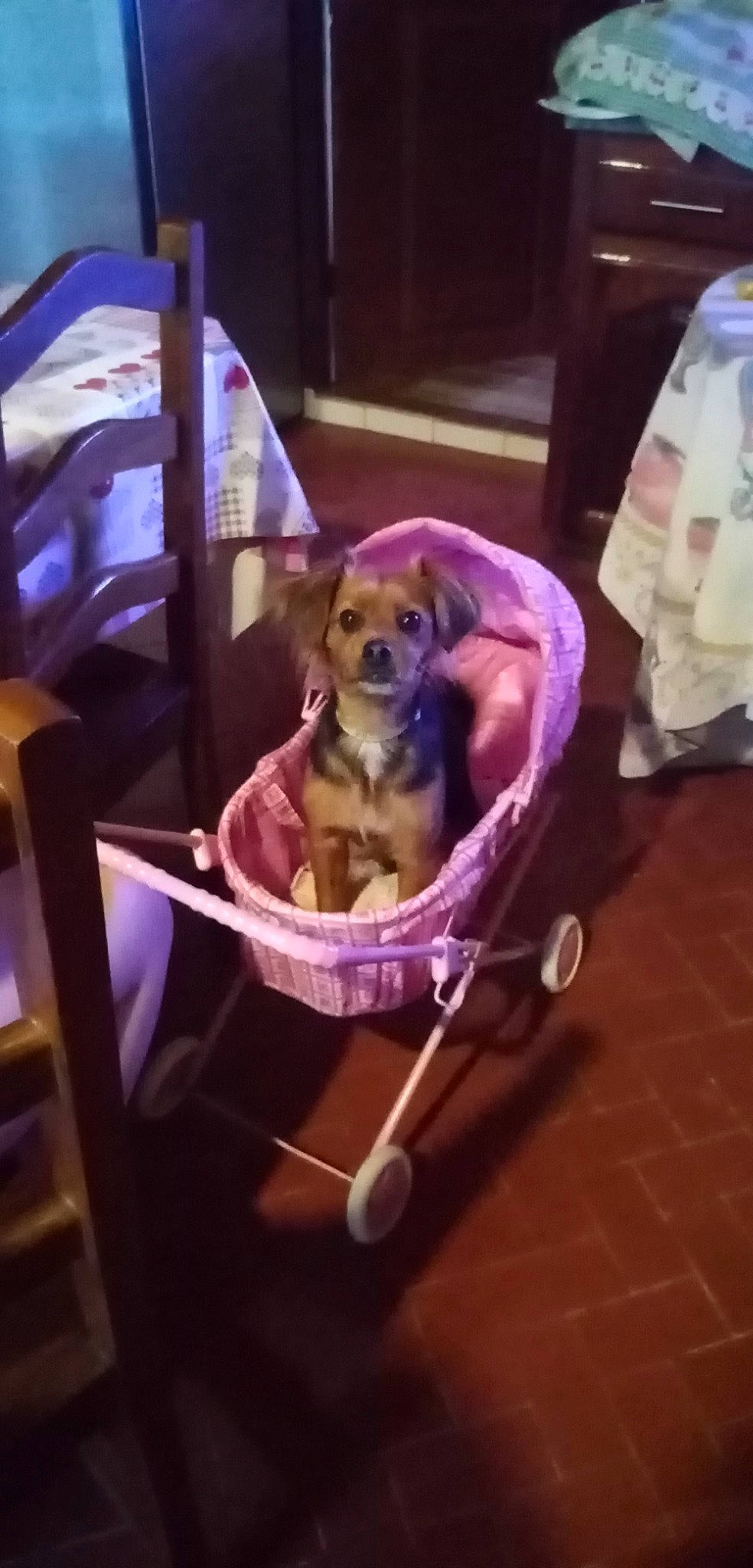 Chouquette a rejoint le concours — aidez-le/la à gagner de superbes lots ! baby_carriage, baby_products, canidae, carnivore, cart, chair, companion_dog, dog, dog_breed, dog_supply, fawn, floor, flooring, mammal, pet_supply, product, purple, sporting_group, toy_dog, working_animal