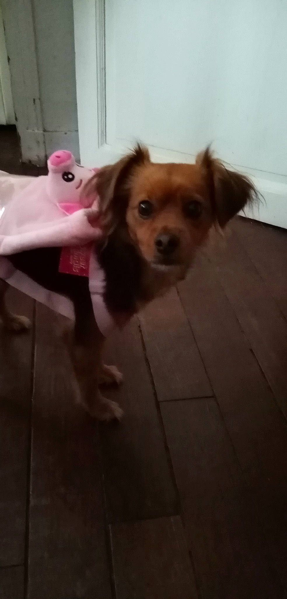 Chouquette a rejoint le concours — aidez-le/la à gagner de superbes lots ! carnivore, companion_dog, dog, dog_breed, dog_supply, fawn, floor, flooring, fur, hair, liver, snout, spaniel, sporting_group, tail, toy, toy_dog, whiskers, wood, working_animal