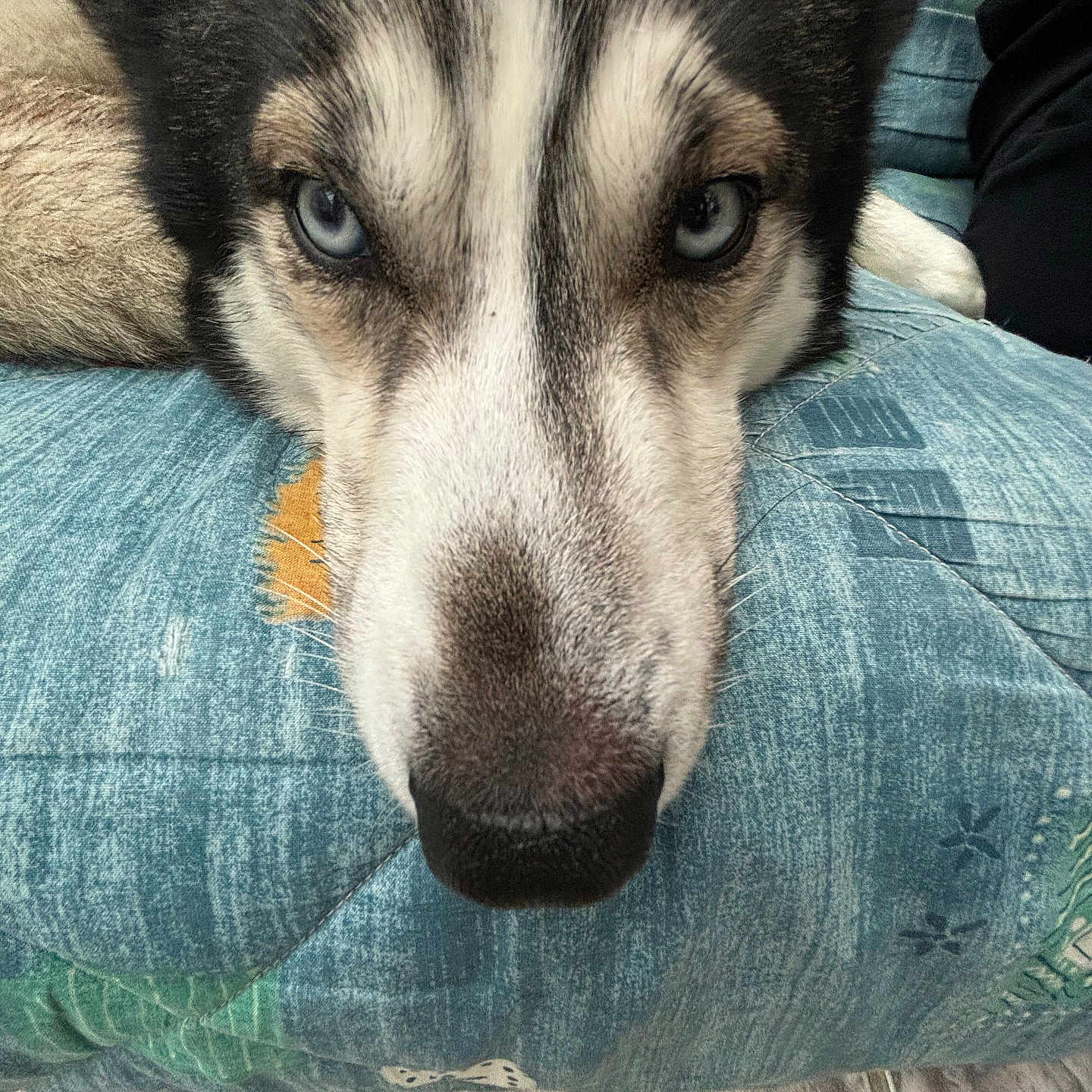 Marley participe au concours pour gagner de l'argent avec cette photo : animal, canine, chair, clothing, couch, cushion, dog, eskimodog, furniture, homedecor, hound, husky, jeans, pants, pet, puppy, snout